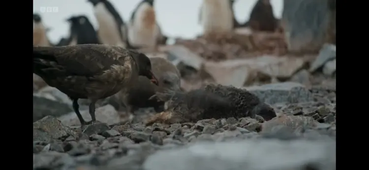 Adélie penguin (Pygoscelis adeliae) as shown in Frozen Planet II - Our Frozen Planet